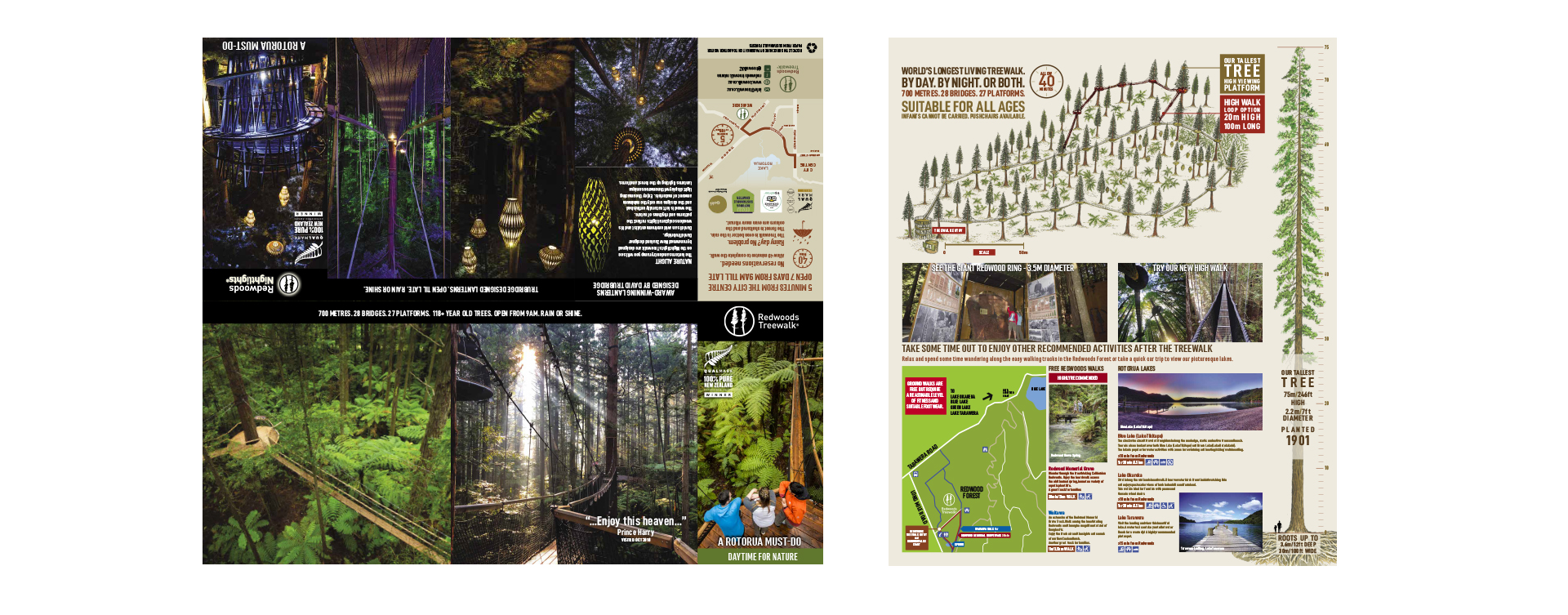 redwoods-treewalk 5 panel DLE.jpg